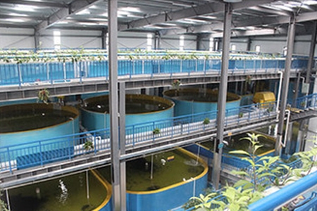 广东石斑鱼水循环系统