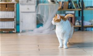 国际市场_中研普华行业研究网(图9)